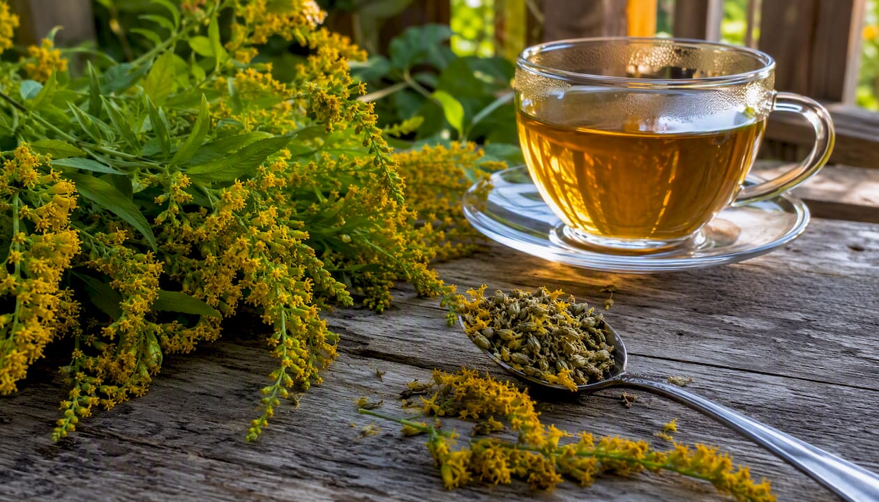 Aranyvesszőfüves Hölgyi tea nőgyógyászati panaszokra: útmutató Közeli felvételen aranyvessző gyógynövény és egy csésze tea látható egy fából készült asztalon.